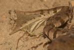 Grenouille rieuse Pelophylax ridibundus (Pallas, 1771)