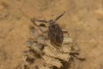 Nèpe cendrée, Nèpe rousse, Scorpion d'eau, Punaise Nepa cinerea Linnaeus, 1758