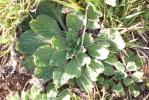 Vipérine à feuilles de plantain, Vipérine faux Pla Echium plantagineum L., 1771