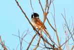  Emberiza schoeniclus witherbyi Jordans, 1923