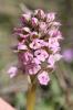 Orchis laiteux, Orchis lacté Neotinea lactea (Poir.) R.M.Bateman, Pridgeon & M.W.Chase, 1997