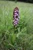 Orchis pourpre, Grivollée Orchis purpurea Huds., 1762
