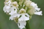 Orchis pourpre, Grivollée Orchis purpurea Huds., 1762