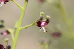 Scrofulaire des chiens Scrophularia canina L., 1753