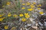 Hippocrepis à toupet, Fer-à-cheval Hippocrepis comosa L., 1753
