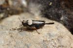 Tétrix des plages, Tétrix méridional Paratettix meridionalis (Rambur, 1838)
