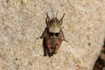 Tétrix des plages, Tétrix méridional Paratettix meridionalis (Rambur, 1838)