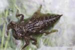 Cordulégastre annelé (Le) Cordulegaster boltonii (Donovan, 1807)