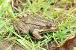 Grenouille rieuse Pelophylax ridibundus (Pallas, 1771)