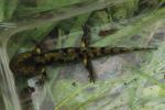 Salamandre tachetée Salamandra salamandra (Linnaeus, 1758)