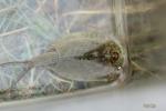  Triops cancriformis (Bosc, 1801)