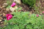 Pivoine officinale Paeonia officinalis L., 1753