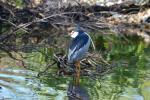 Héron bihoreau, Bihoreau gris Nycticorax nycticorax (Linnaeus, 1758)