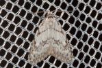 Cicatrice (La) Nola cicatricalis (Treitschke, 1835)