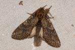 Timide (La) Peridea anceps (Goeze, 1781)