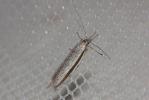  Pleurota ericella (Duponchel, 1840)