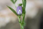 Vesce de Bithynie Vicia bithynica (L.) L., 1759