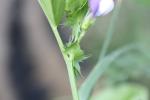 Vesce de Bithynie Vicia bithynica (L.) L., 1759