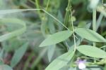 Vesce de Bithynie Vicia bithynica (L.) L., 1759