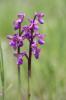 Orchis peint Anacamptis morio subsp. picta (Loisel.) Jacquet & Scappat., 2003