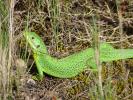 Lézard vert Lacerta bilineata Daudin, 1802