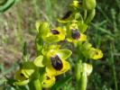 Ophrys jaune Ophrys lutea Cav., 1793
