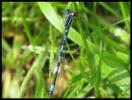 Agrion de Mercure Coenagrion mercuriale (Charpentier, 1840)