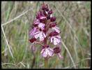Orchis pourpre, Grivollée Orchis purpurea Huds., 1762