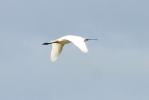 Spatule blanche Platalea leucorodia Linnaeus, 1758