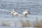 Spatule blanche Platalea leucorodia Linnaeus, 1758
