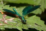 Caloptéryx occitan Calopteryx xanthostoma (Charpentier, 1825)