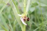 Ophrys abeille Ophrys apifera Huds., 1762