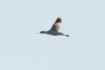 Avocette élégante Recurvirostra avosetta Linnaeus, 1758