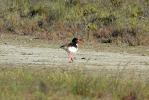 Huîtrier pie Haematopus ostralegus Linnaeus, 1758