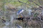Héron bihoreau, Bihoreau gris Nycticorax nycticorax (Linnaeus, 1758)