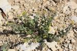 Alysson des champs Alyssum simplex Rudolphi, 1799