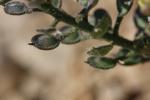 Alysson des champs Alyssum simplex Rudolphi, 1799
