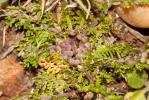 Corne-de-cerf didyme Lepidium didymum L., 1767
