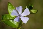 Petite pervenche, Violette de serpent Vinca minor L., 1753