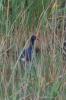 Poule sultane, Talève sultane, Porphyrion bleu Porphyrio porphyrio (Linnaeus, 1758)