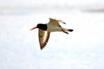 Huîtrier pie Haematopus ostralegus Linnaeus, 1758