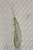 Peyerimhoffina gracilis (Schneider, 1851)