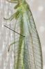  Peyerimhoffina gracilis (Schneider, 1851)