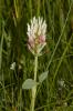 Trèfle de Molineri Trifolium incarnatum var. molinerii (Balb. ex Hornem.) DC., 1815