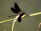 Caloptéryx hémorroïdal Calopteryx haemorrhoidalis (Vander Linden, 1825)