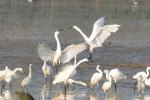 Aigrette garzette Egretta garzetta (Linnaeus, 1766)