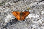Chiffre (Le) Fabriciana niobe (Linnaeus, 1758)