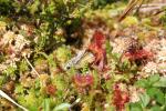 Rossolis à feuilles rondes Drosera rotundifolia L., 1753