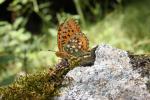 Grand Nacré (Le), Aglaé (L'), Moyen-Nacré (Le) Speyeria aglaja (Linnaeus, 1758)