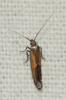  Ochromolopis ictella (Hübner, 1813)